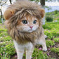 Cat Lion Mane - XXLDiscountsCat Lion Mane